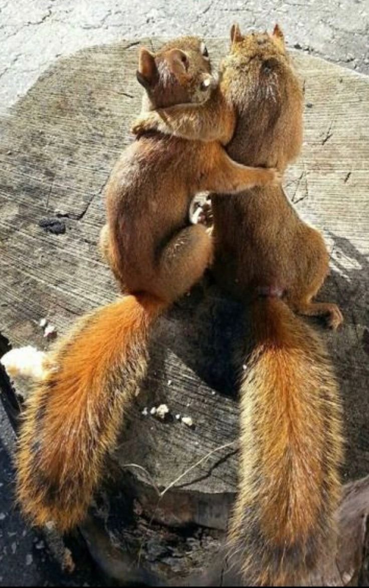 День объятий с кошками