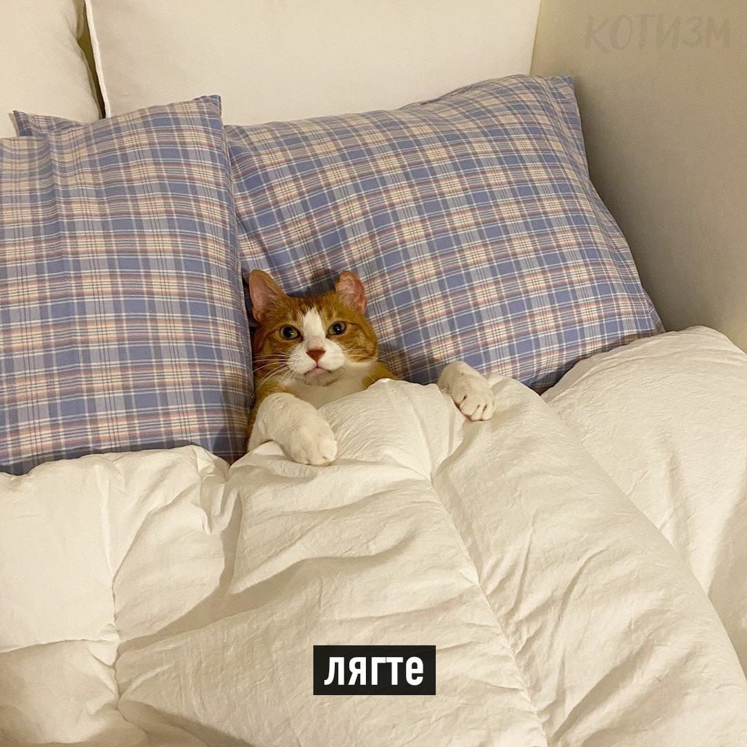 Коты всегда хорошо выглядят