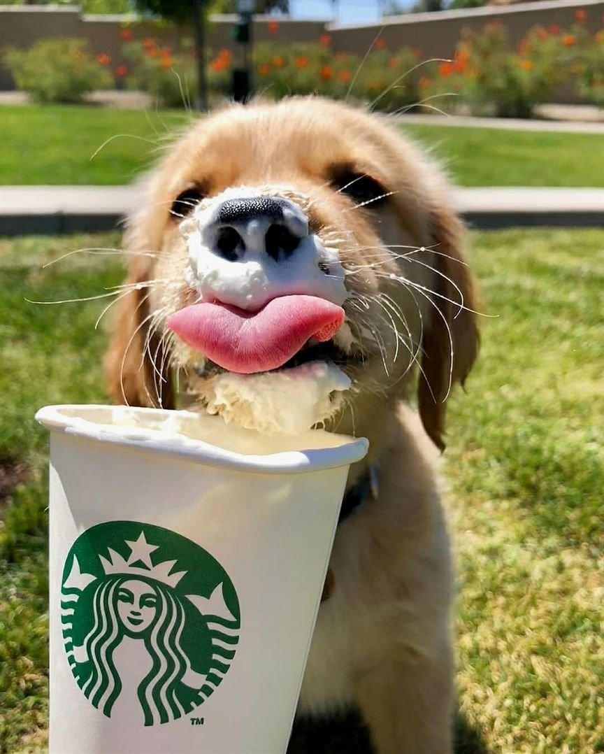 Собака пьет из шланга