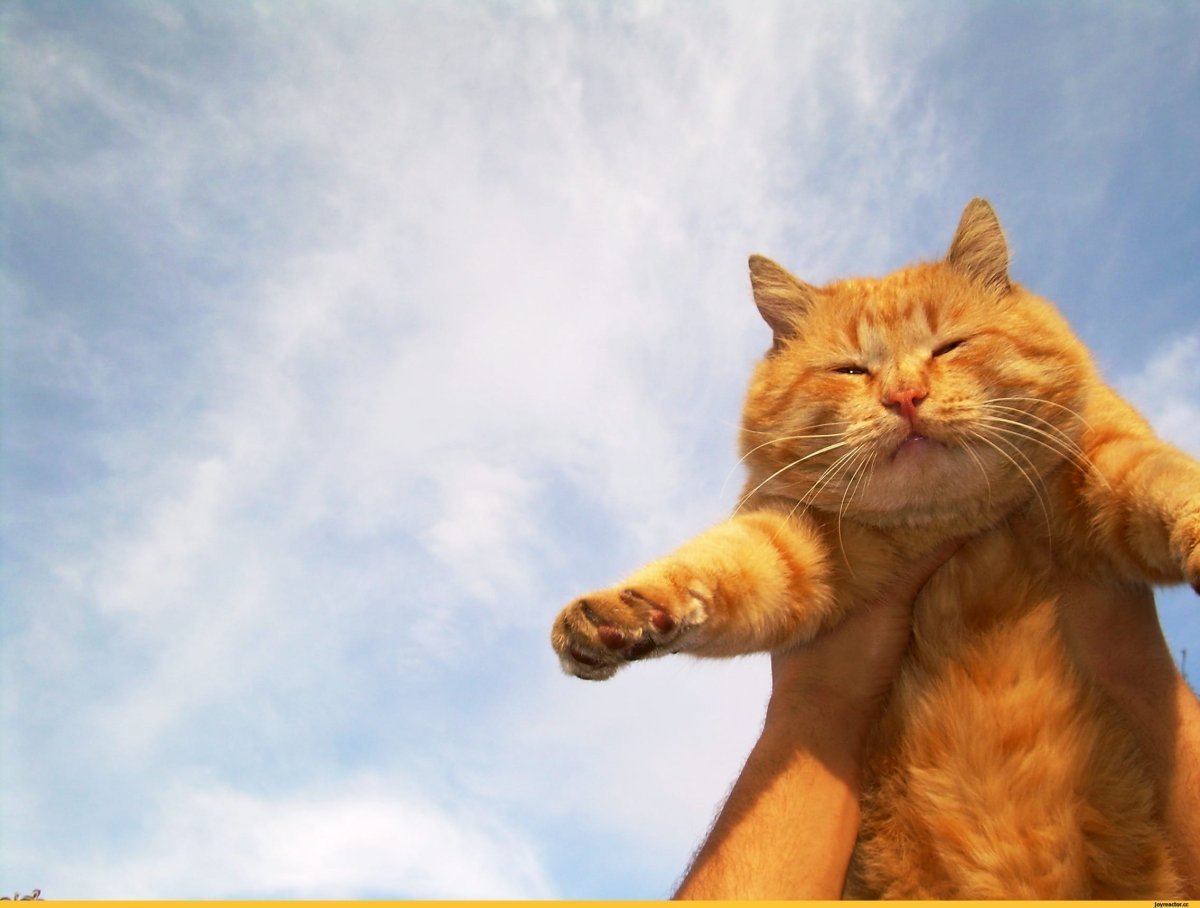 Котик улыбается