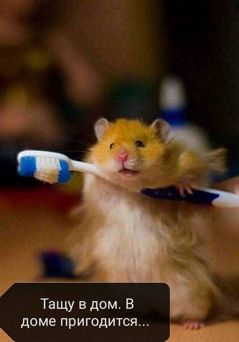 Доброе утро хомяк