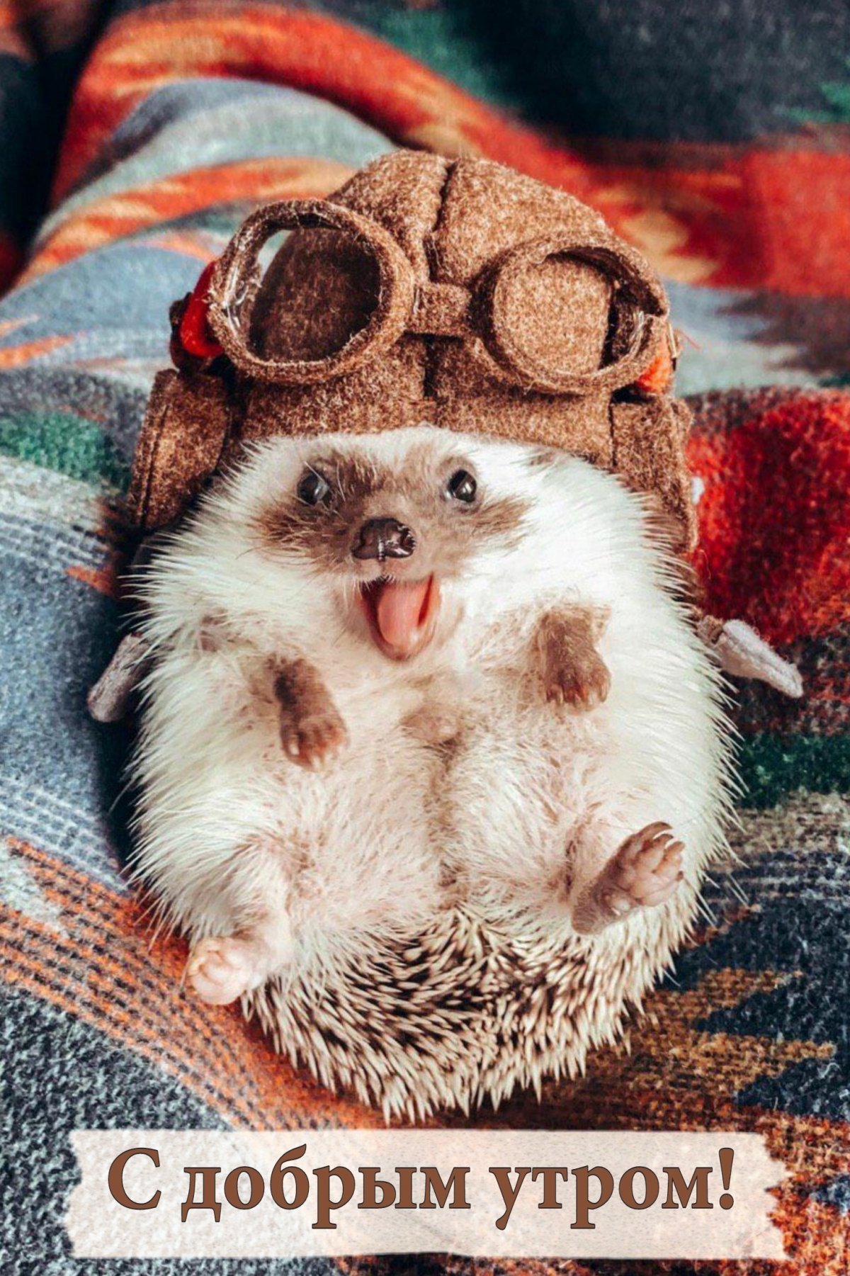 Милые Ёжики в шапочках