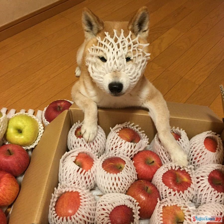 Доброе утро с собаками прикольные