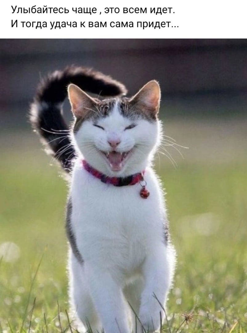 Улыбка кота