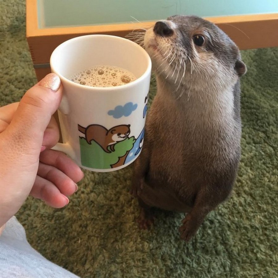 Доброе утро с животными прикольные