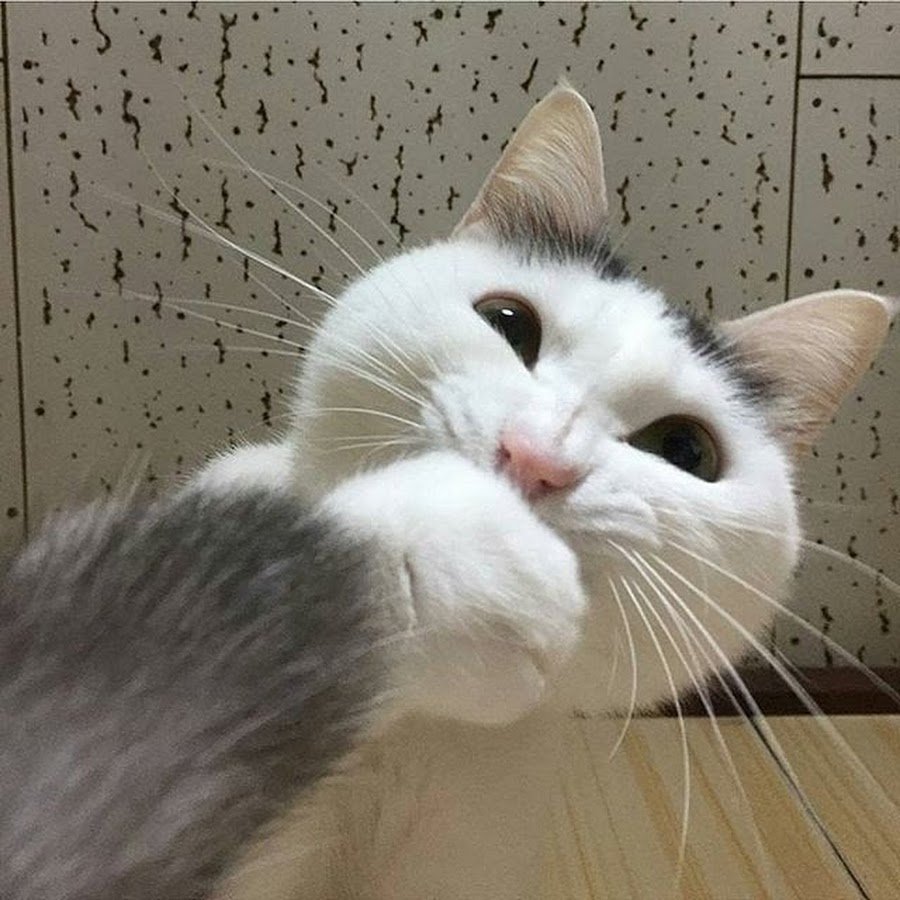 Белая кошка Ирины Зенюк