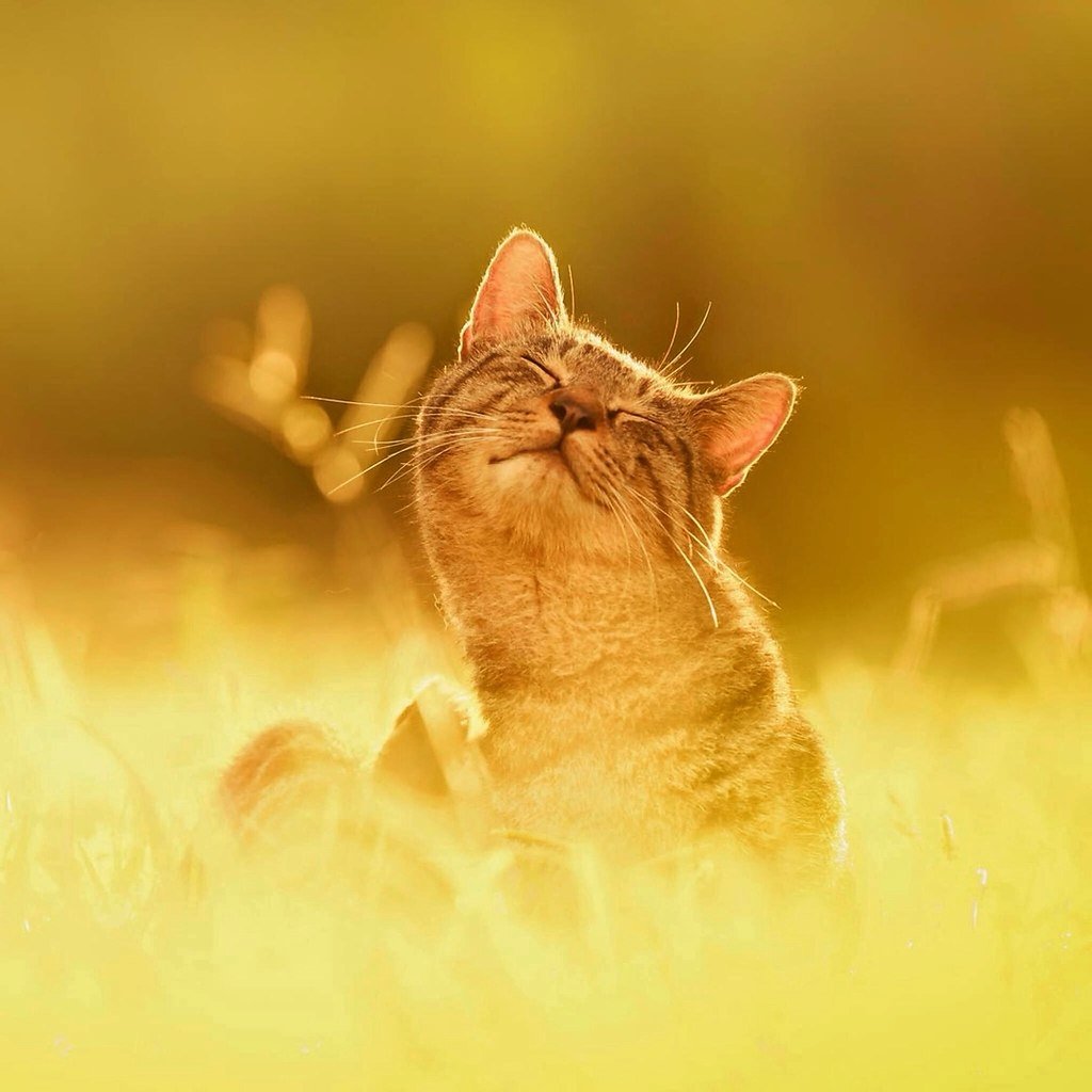 Забавные котята