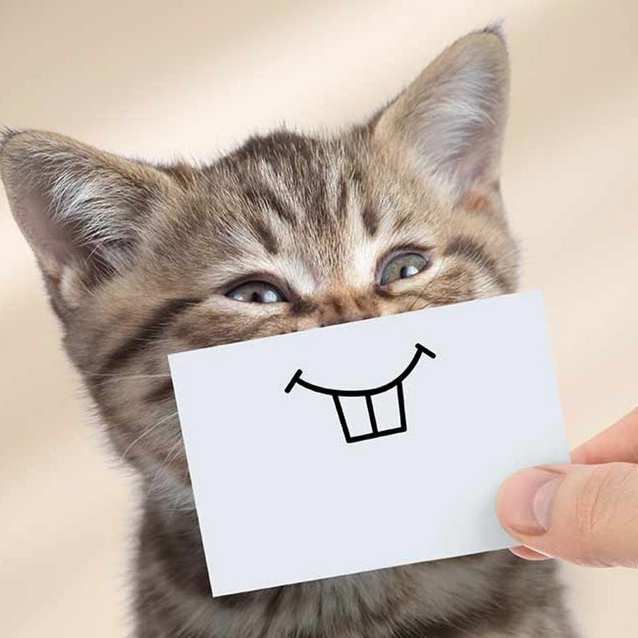 Стикеры. Кот