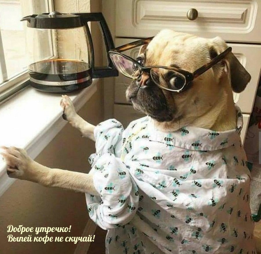 Щенок. Доброе утро!