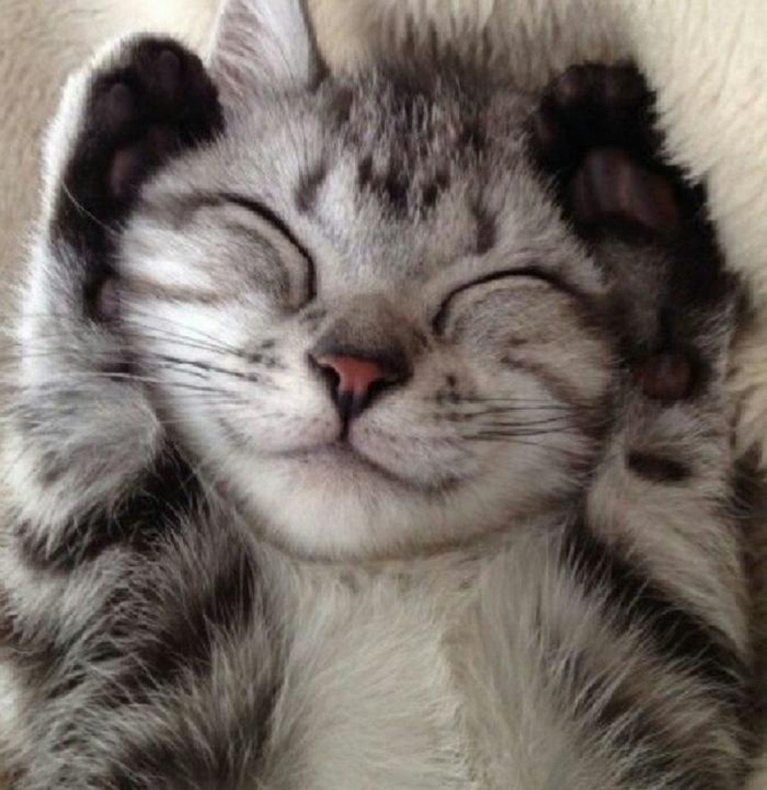 Кот улыбается