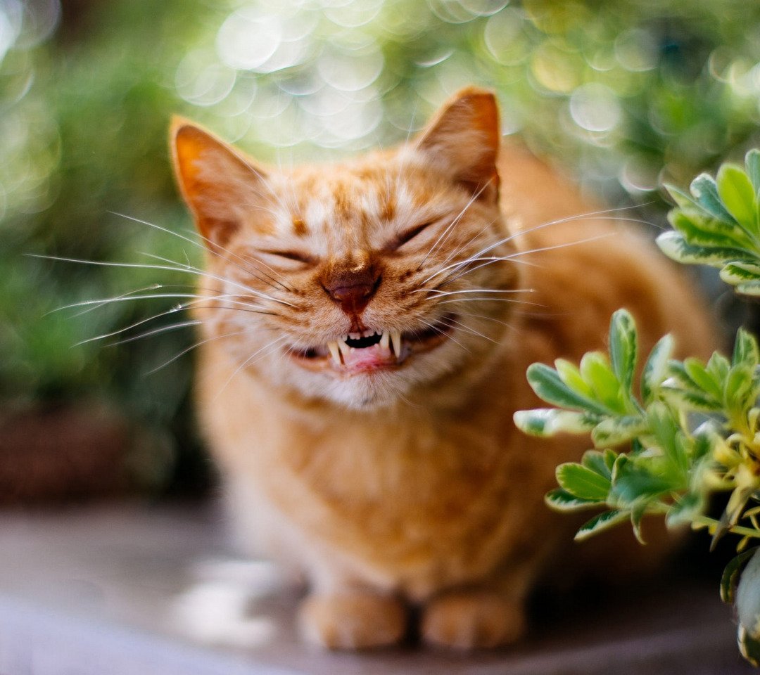 Счастливый кот картинки