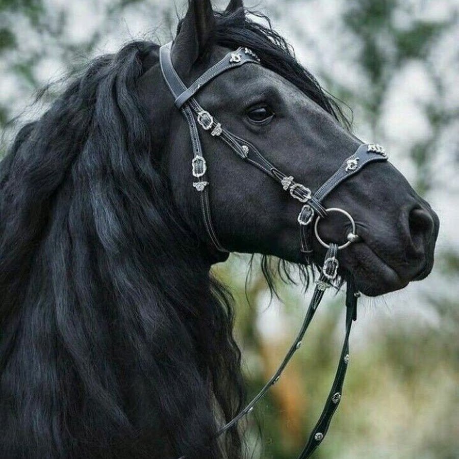 Лошадь Мустанг иноходец