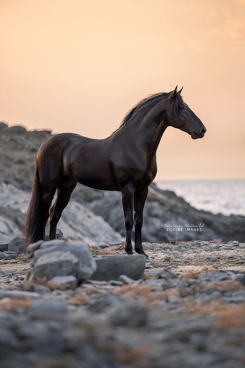 Черный жеребец
