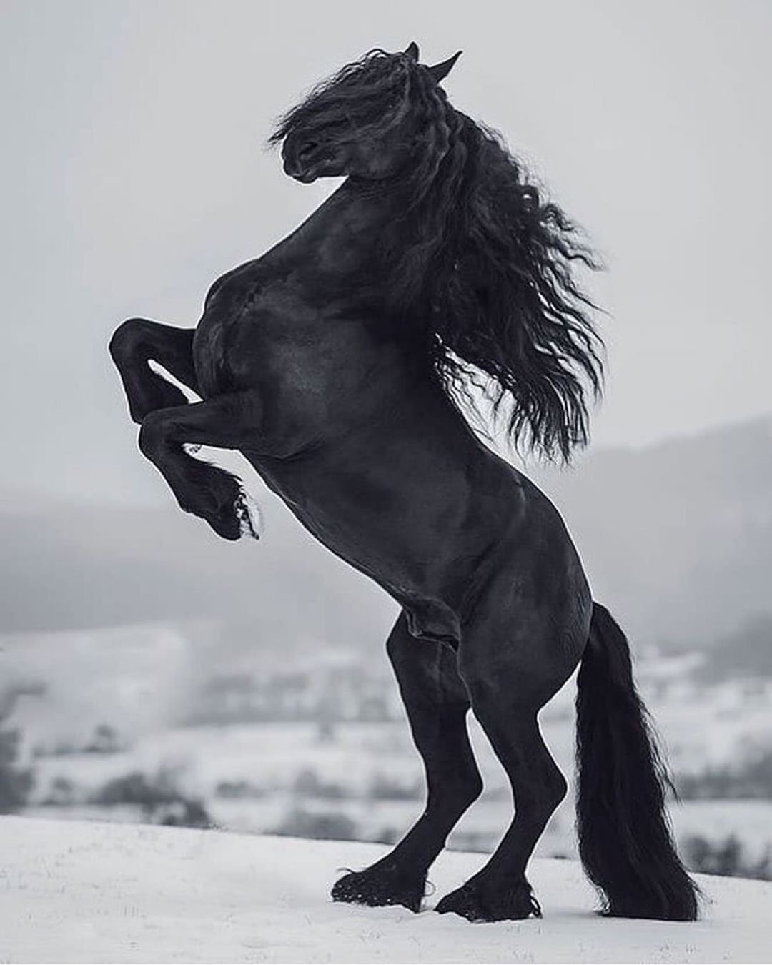 Фризская лошадь