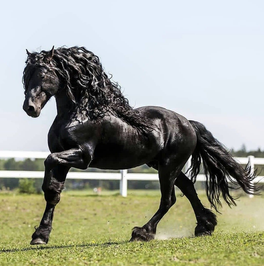 Чёрная Воронная Фризкая лошадь