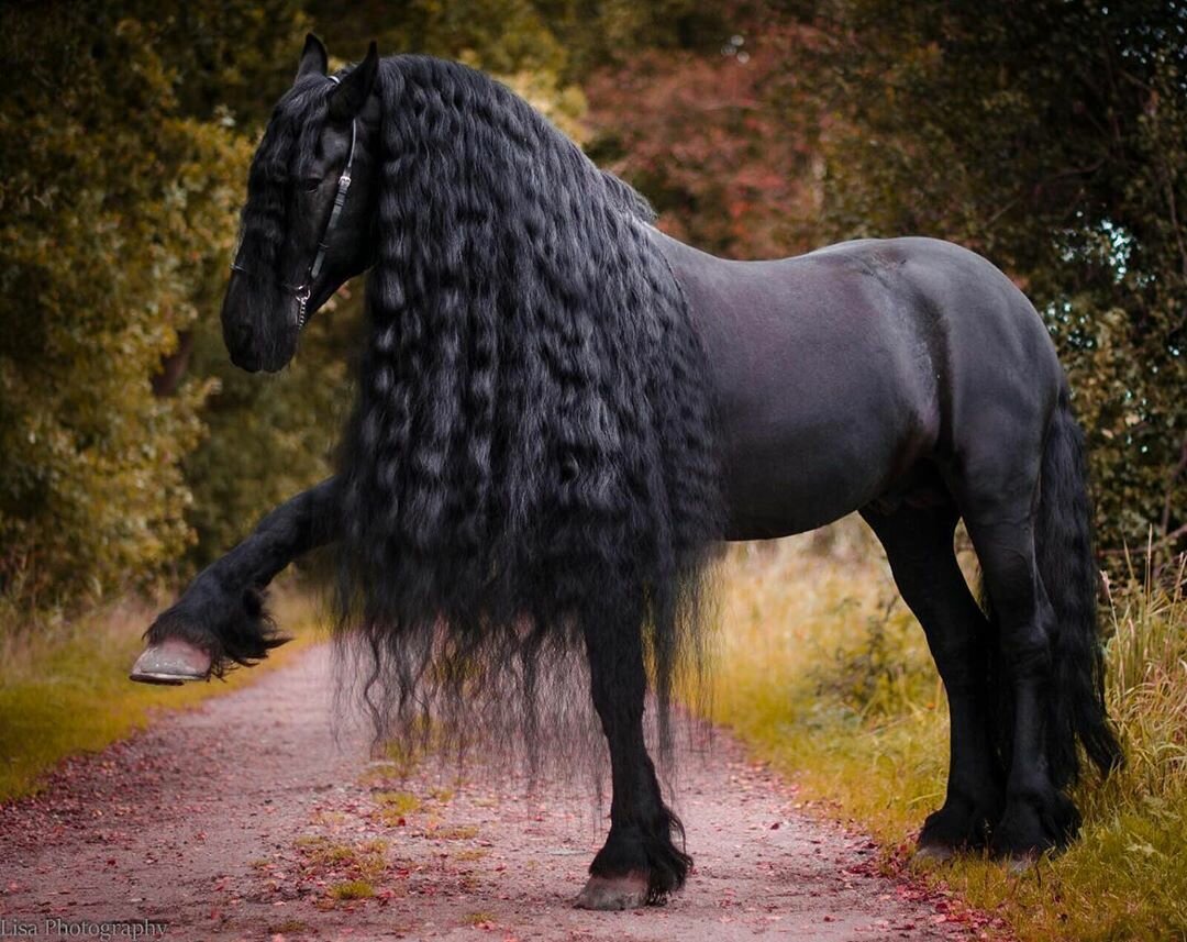 Фриз лошадь