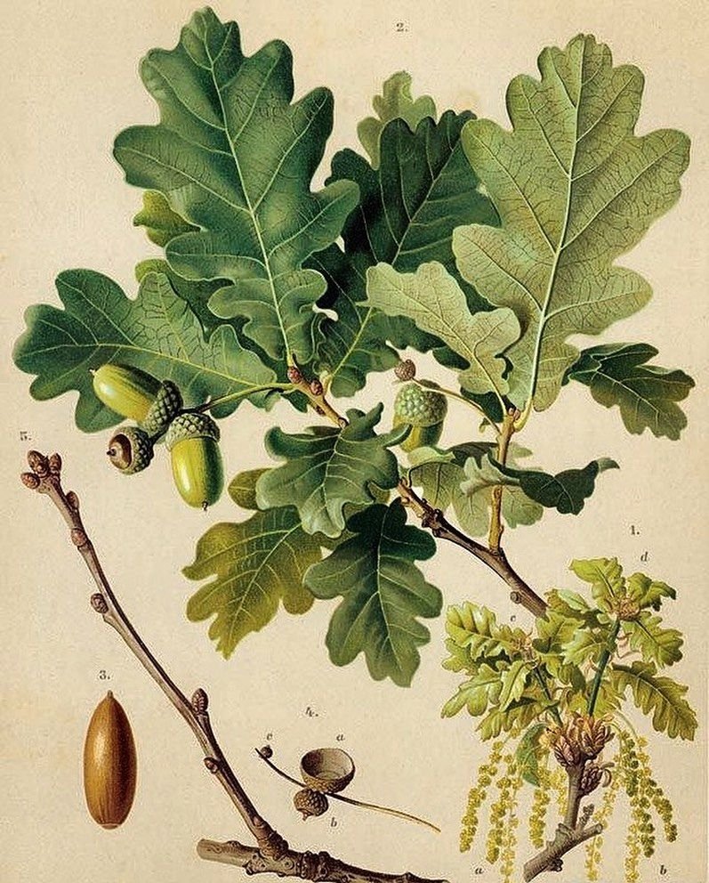 Дуб черешчатый (Quercus Robur)