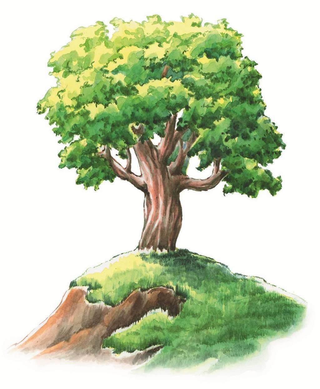 Дерево для детей