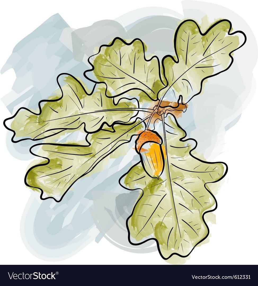 Осеннее дерево дуб на белом фоне