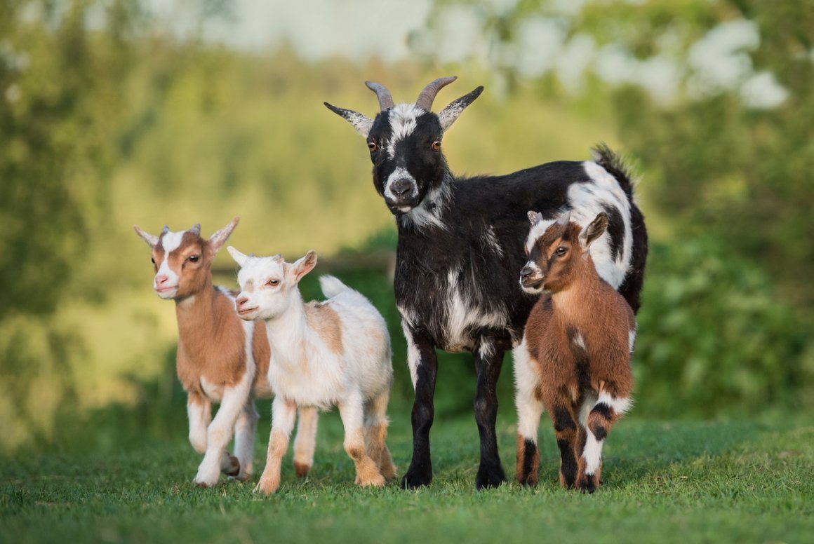 Домашние животные коза и козленок