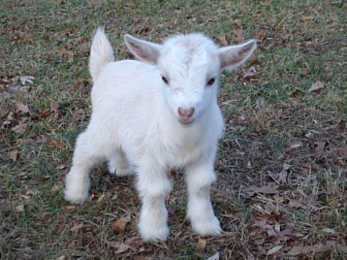 Розовые козлята