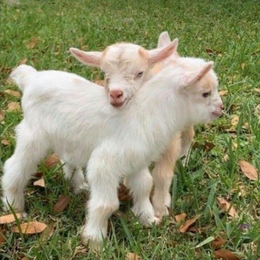 Козочка и Овечка