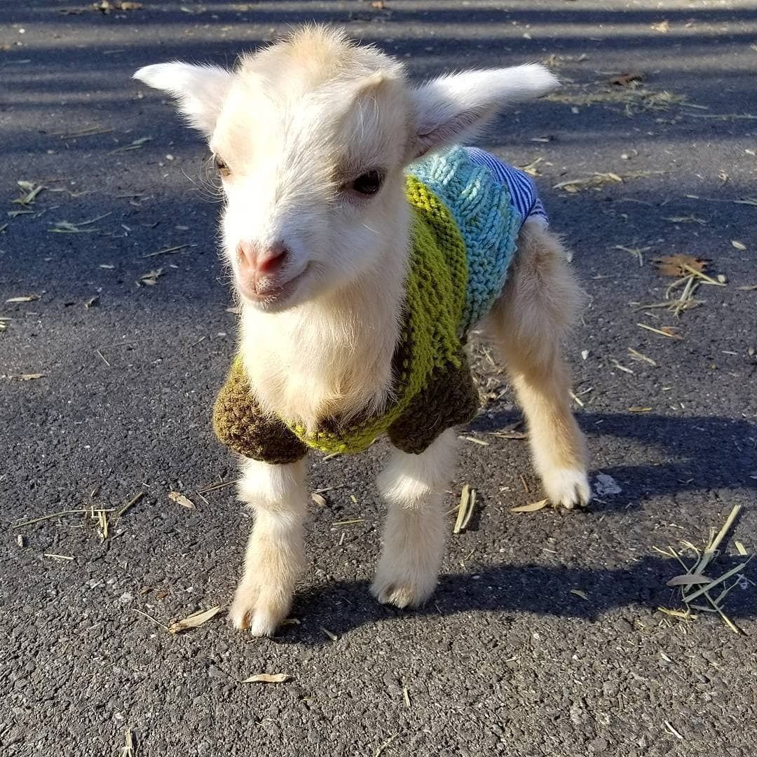 Козлик рисунок для детей