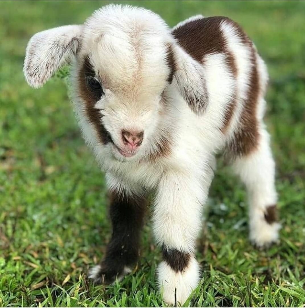 Козленок для детей