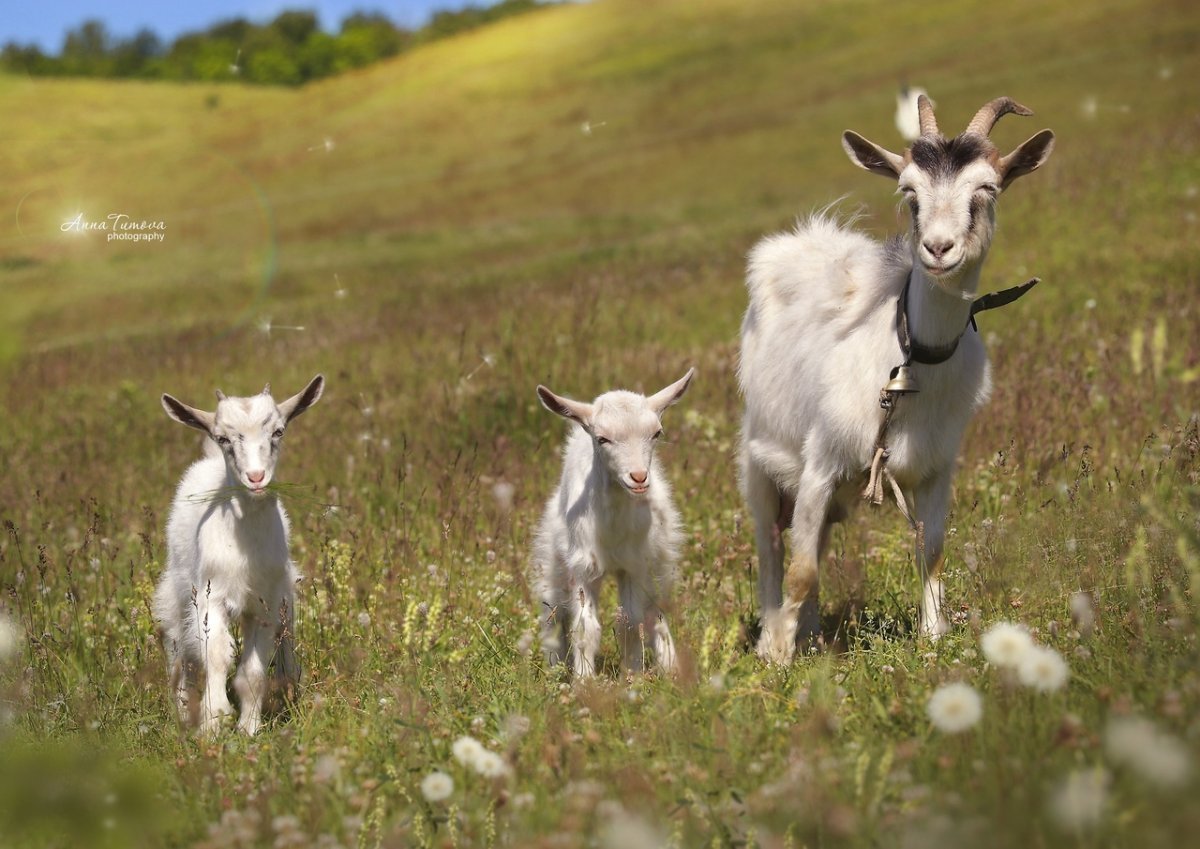Маленький козлик
