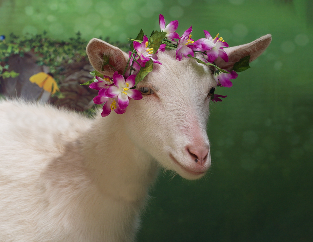 Козлик мультяшный