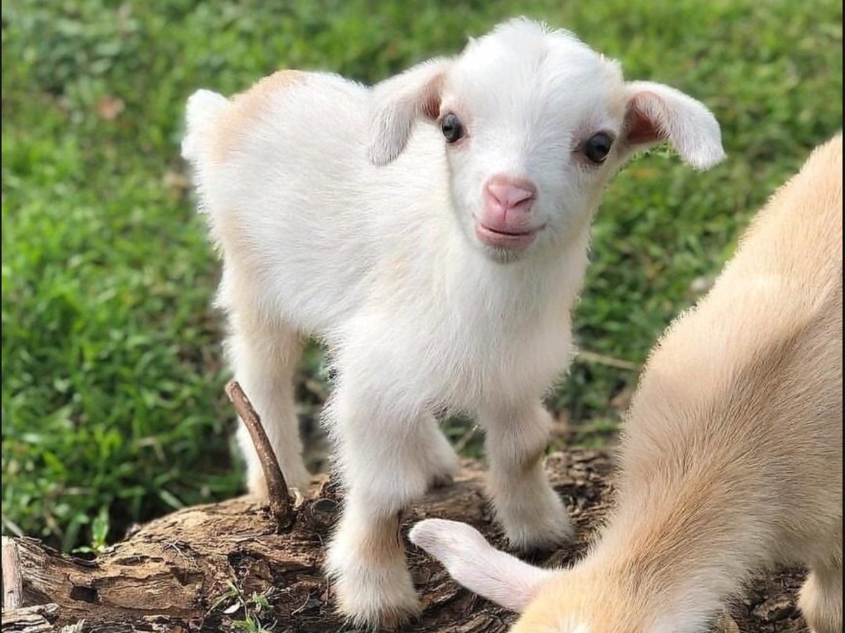 Козлята мультяшные