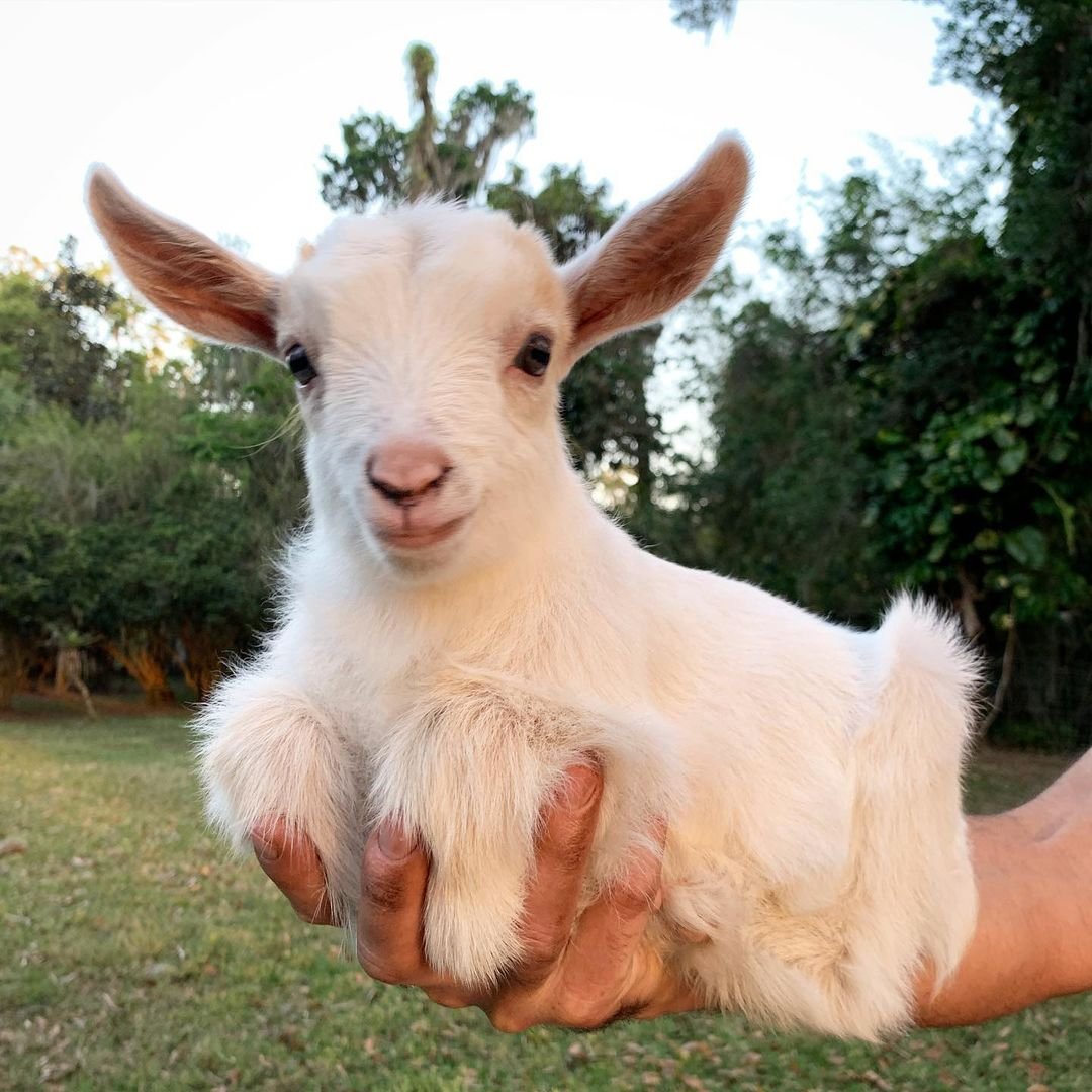 Маленькая козочка