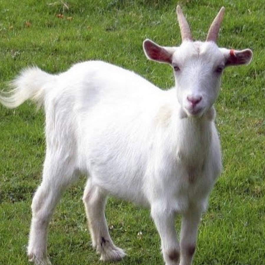 Рисование козлятки