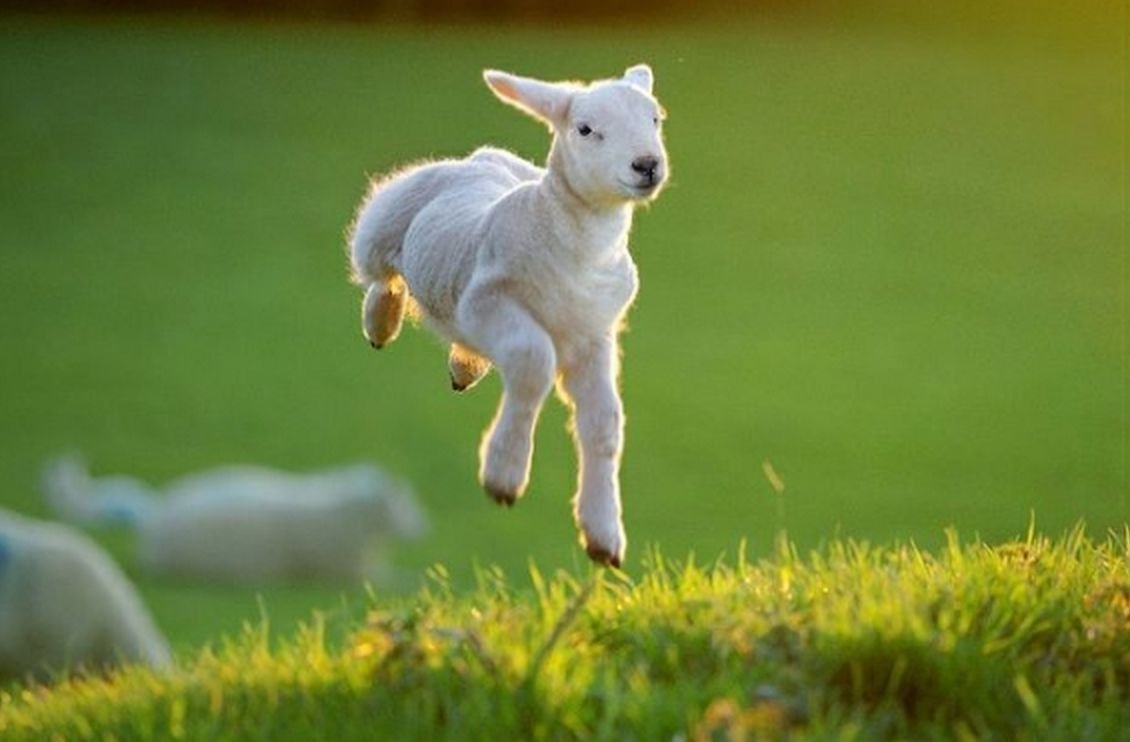 Картина коза с козлятами Веретенникова