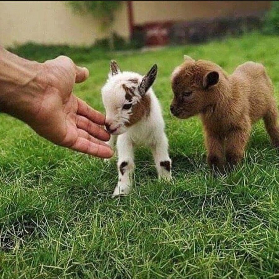 Маленькая козочка