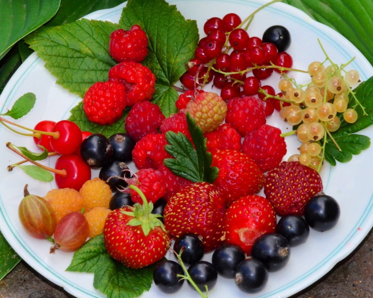 Ягоды фото красивые