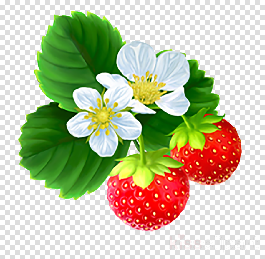 Ягоды рисунок