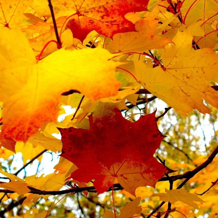 Листья падают осенью