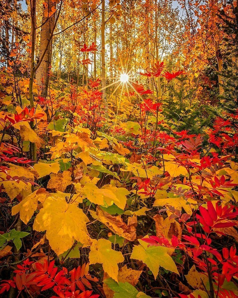 Краски осени