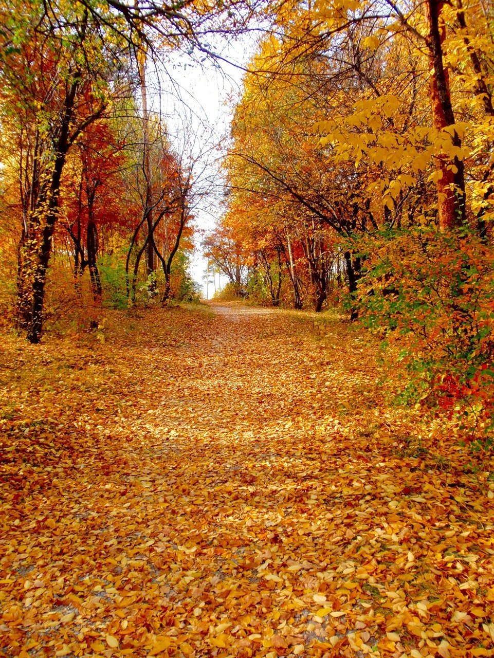 Осенний листопад