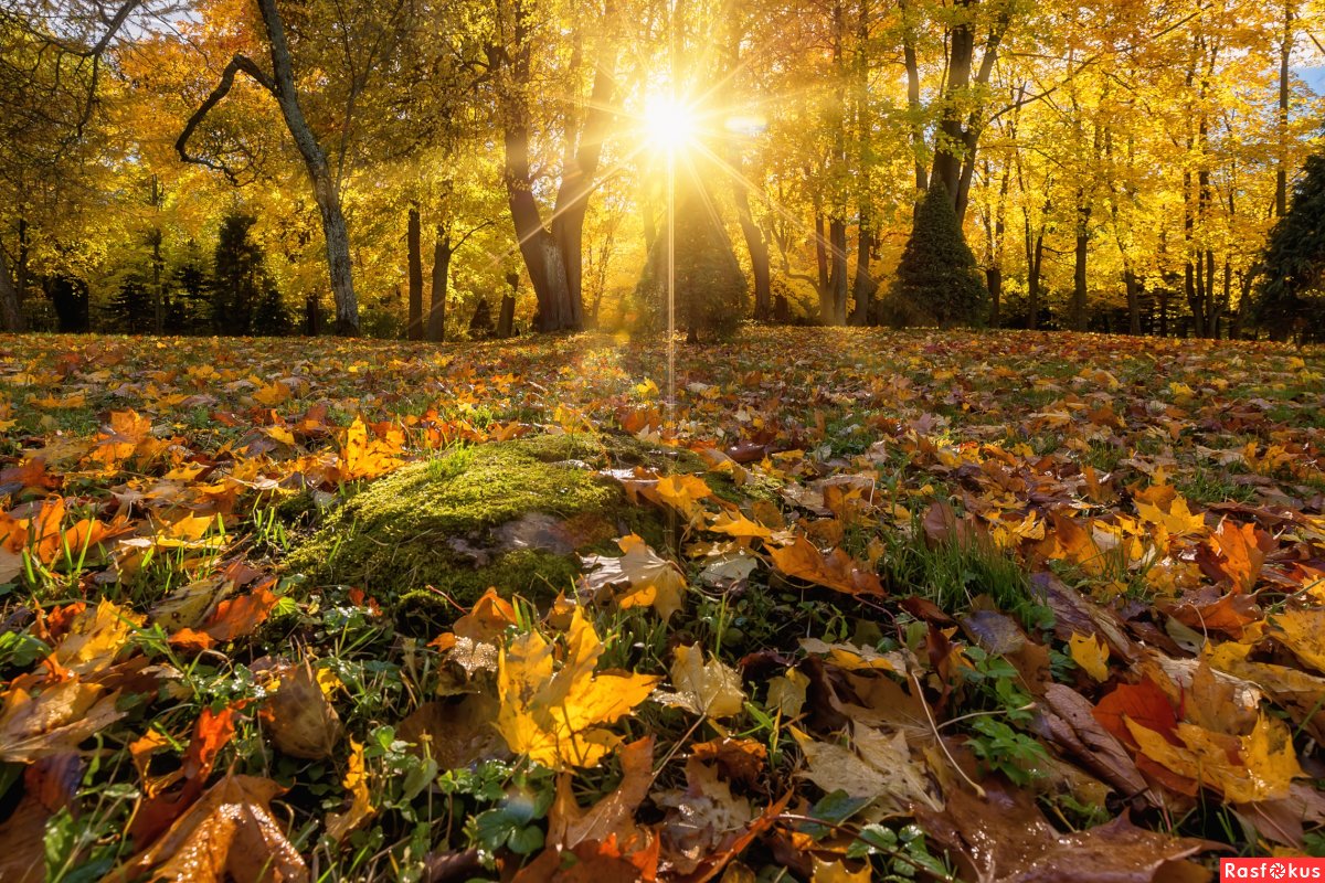 Природа осень листопад