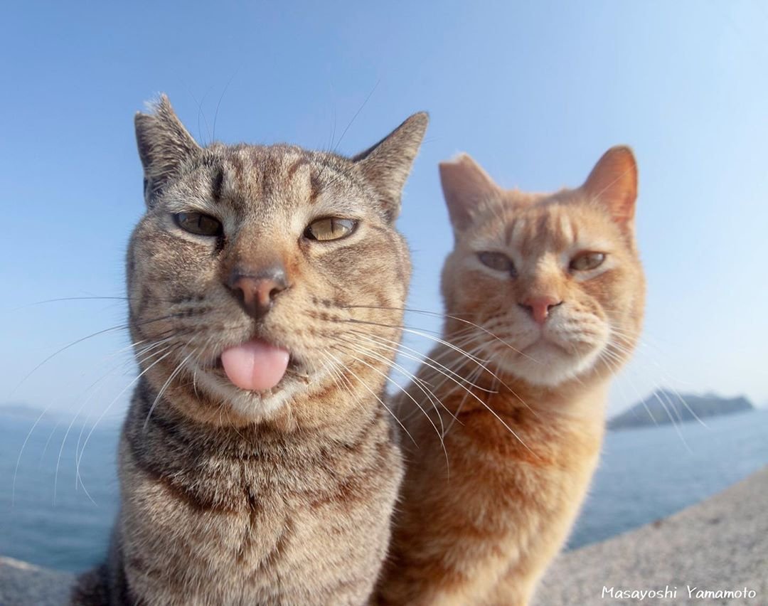 Джонни Кэтсвилл Мем