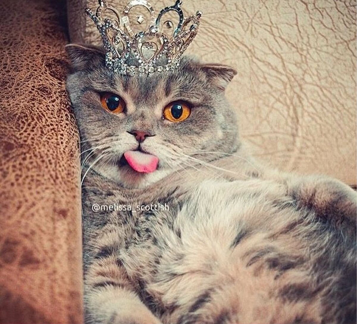 Коты рисунки