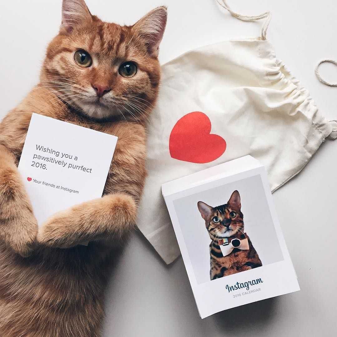 Коты под пледом