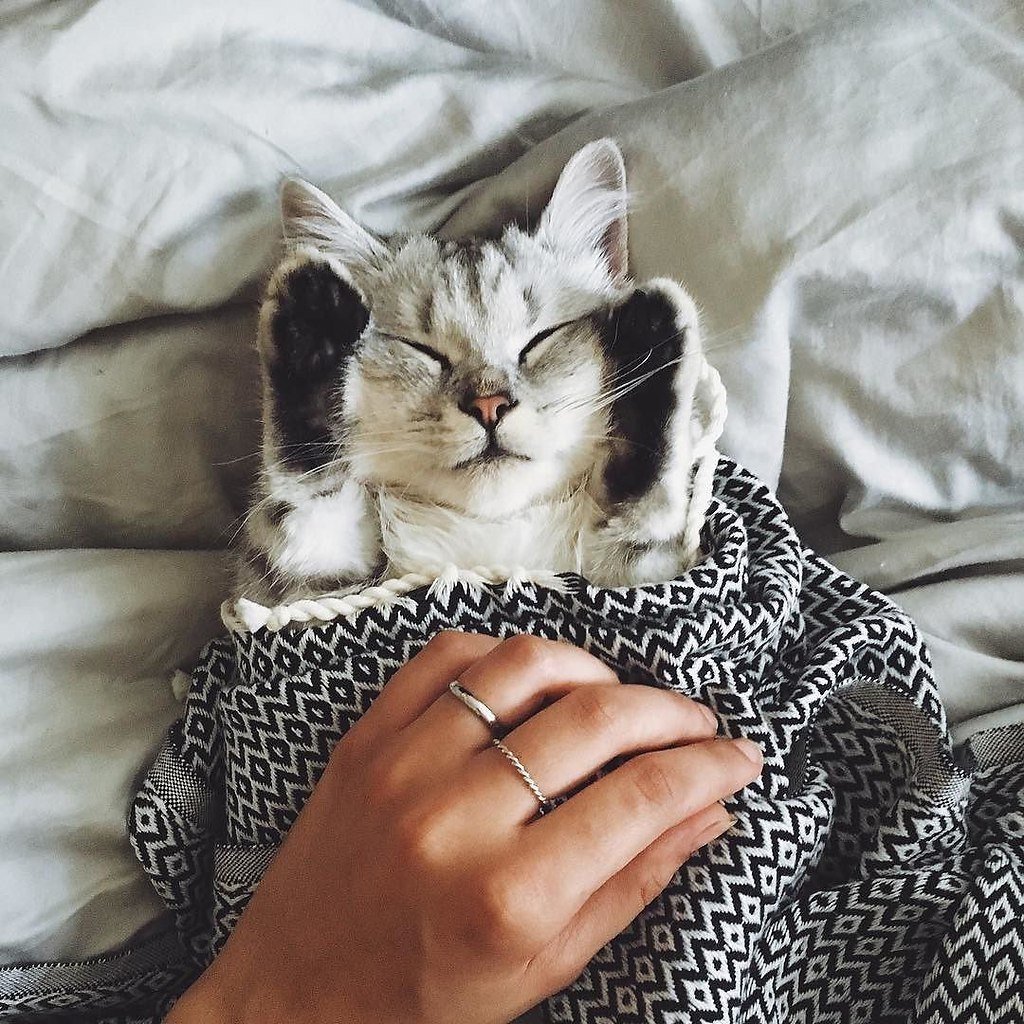 Картинки коты смешные рисунки