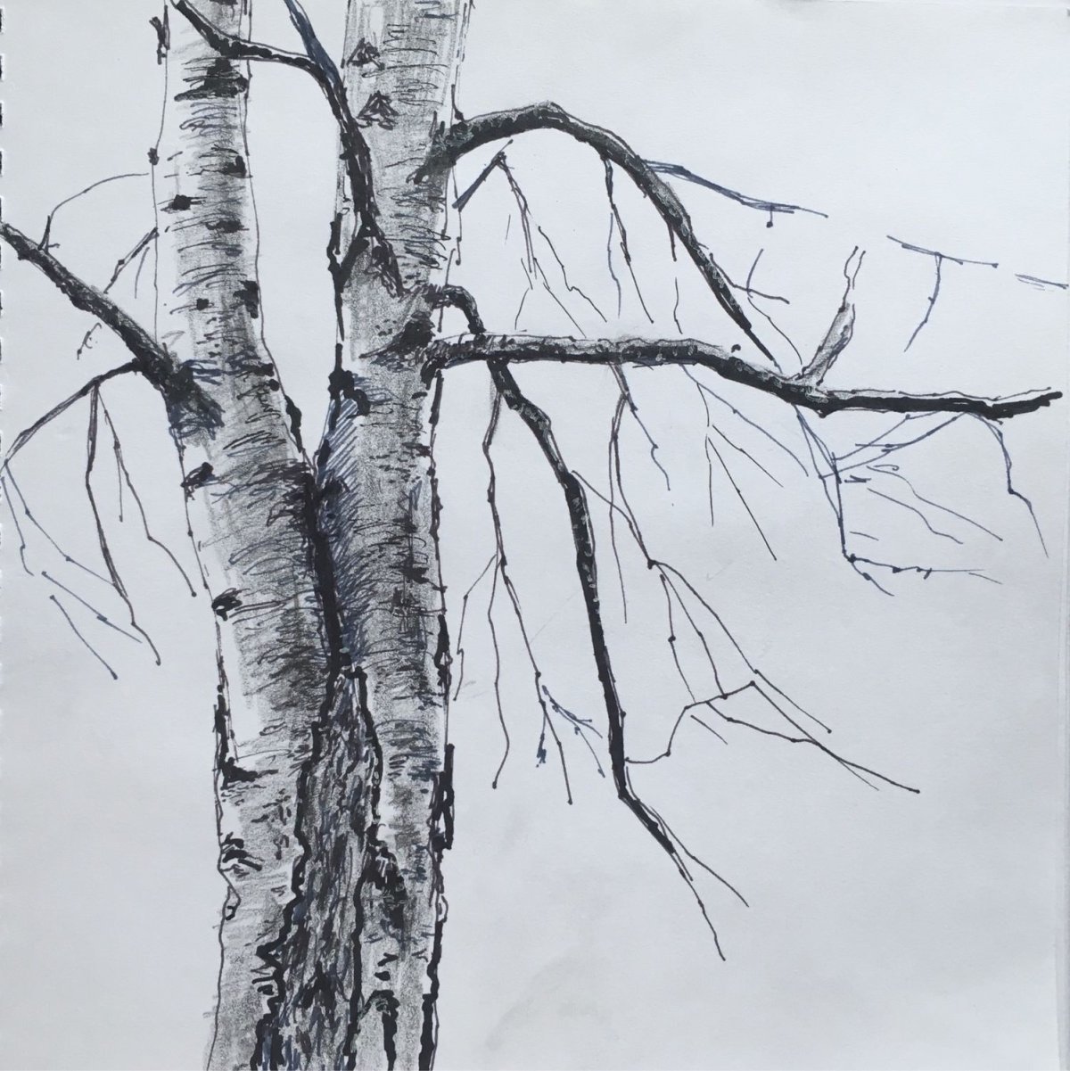 Береза раскраска для детей