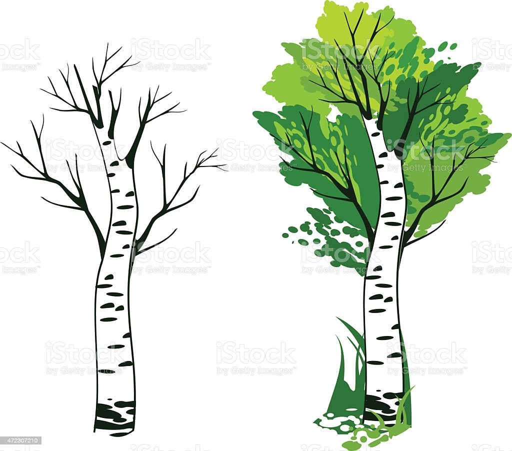 Береза Векторная