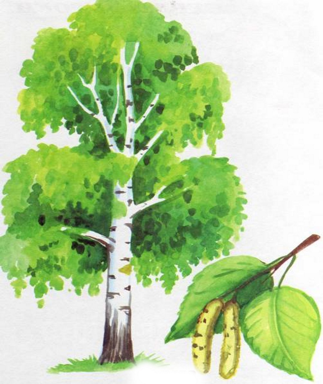 Лиственные деревья береза