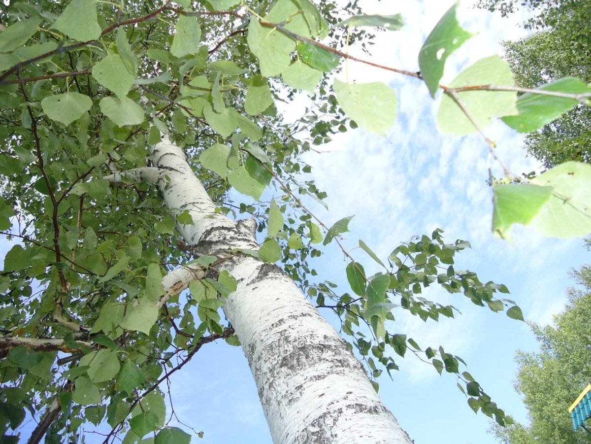 Береза на прозрачном фоне