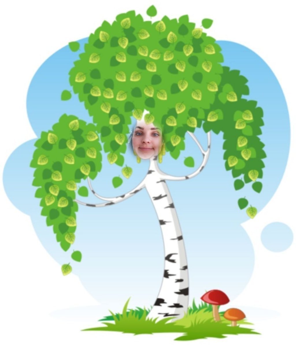 White Birch (белая береза)